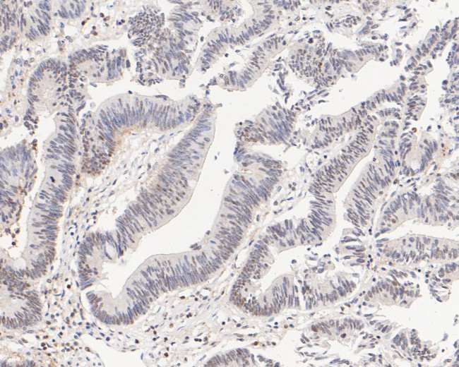 SRP19 Antibody in Immunohistochemistry (Paraffin) (IHC (P))