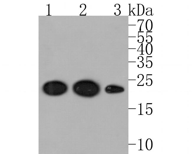 SRP19 Antibody in Western Blot (WB)