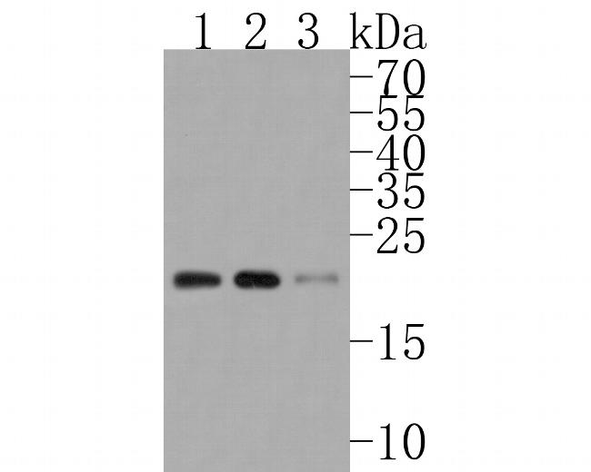 SRP19 Antibody in Western Blot (WB)