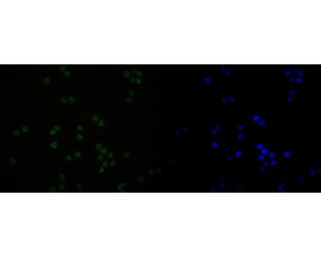 SNRPA1 Antibody in Immunocytochemistry (ICC/IF)