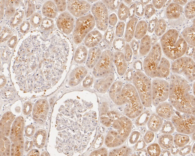 OLIG3 Antibody in Immunohistochemistry (Paraffin) (IHC (P))