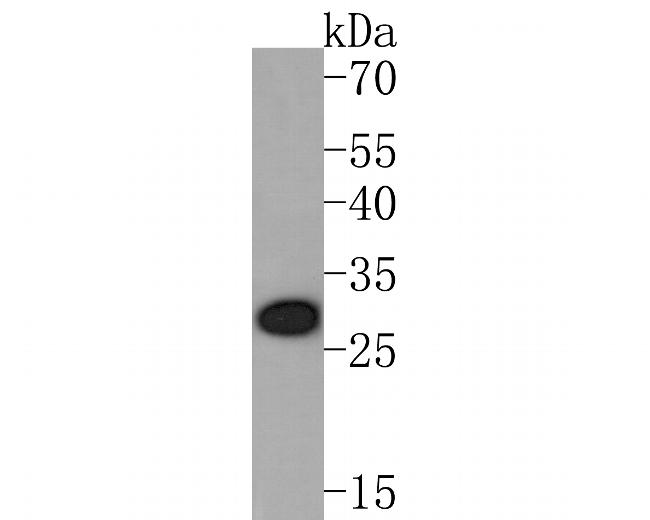 OLIG3 Antibody in Western Blot (WB)