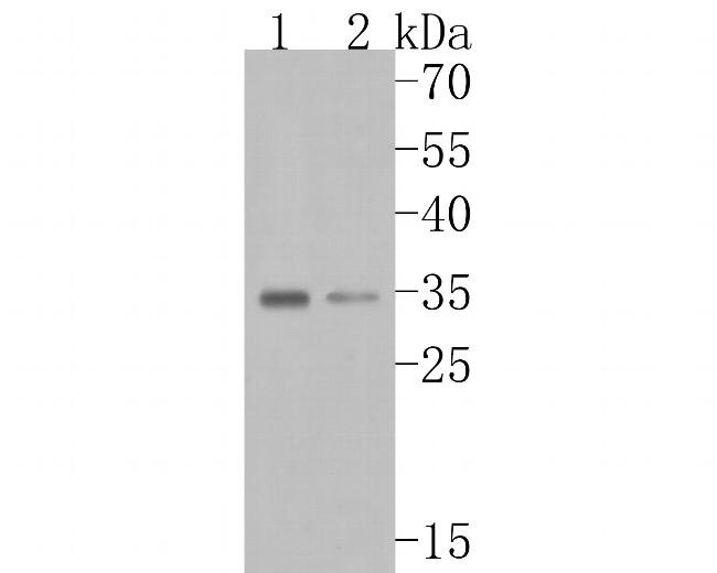 NUDT5 Antibody in Western Blot (WB)