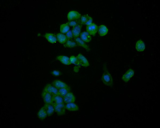 HDGF Antibody in Immunocytochemistry (ICC/IF)