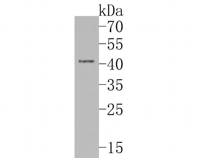 ERLIN2 Antibody in Western Blot (WB)