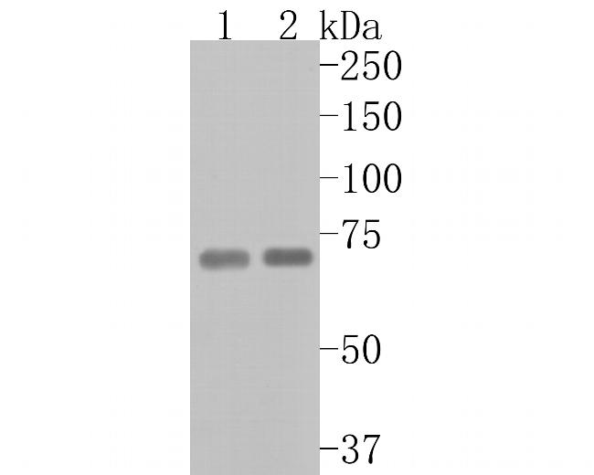 METTL3 Antibody in Western Blot (WB)