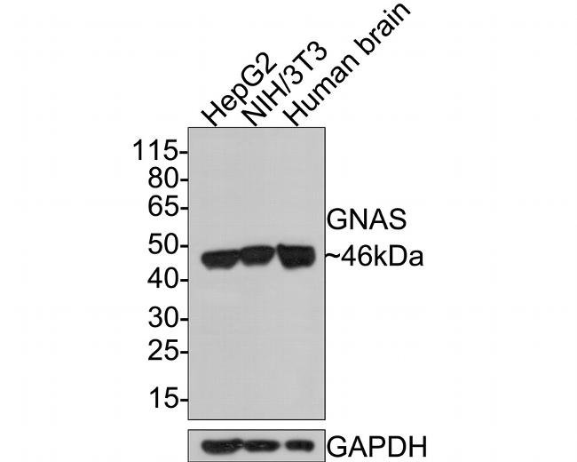 GNAS Antibody in Western Blot (WB)