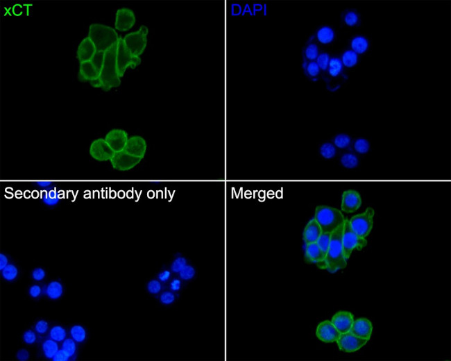 SLC7A11 Antibody in Immunocytochemistry (ICC/IF)