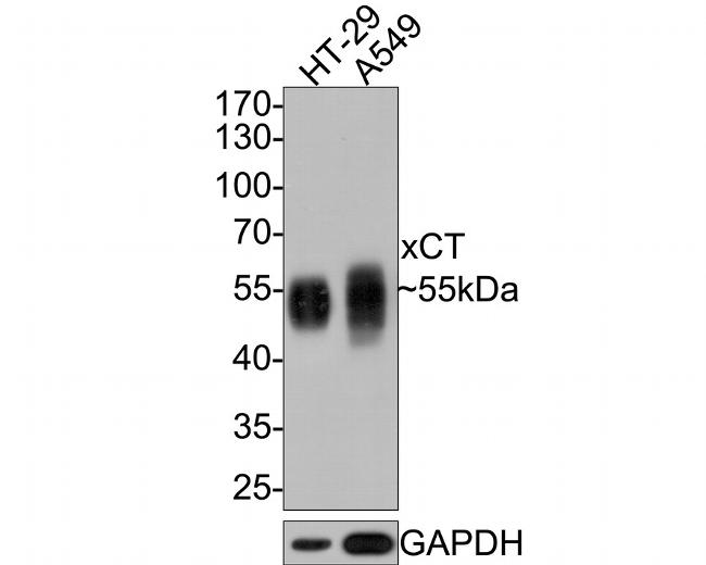 SLC7A11 Antibody in Western Blot (WB)