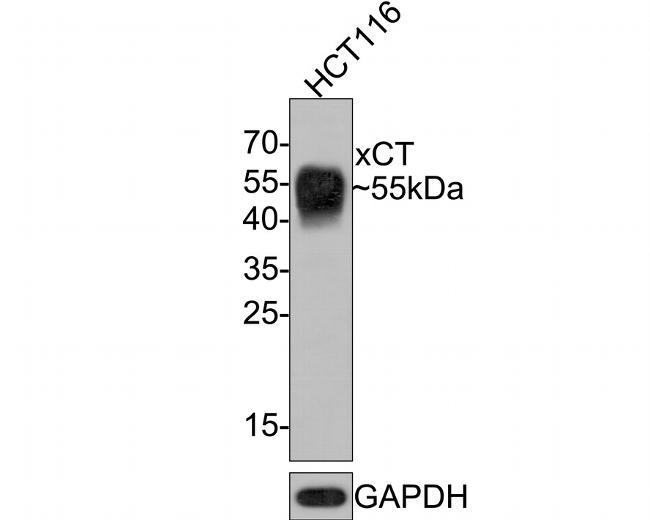 SLC7A11 Antibody in Western Blot (WB)