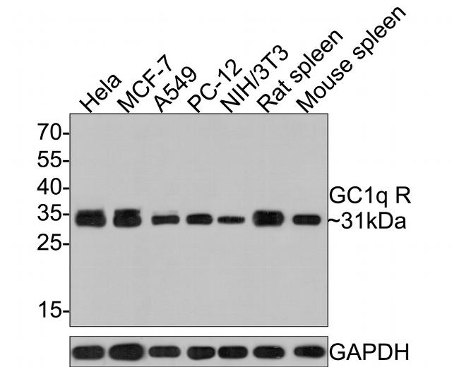 C1QBP Antibody in Western Blot (WB)