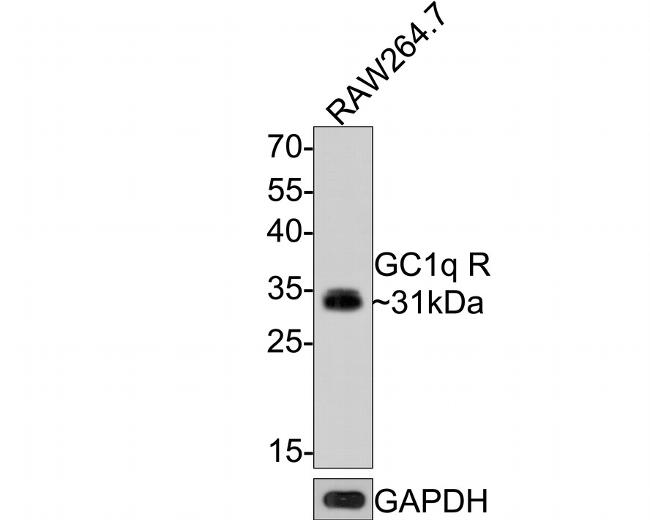 C1QBP Antibody in Western Blot (WB)