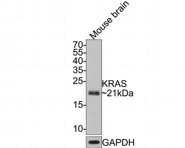 K-Ras Antibody in Western Blot (WB)