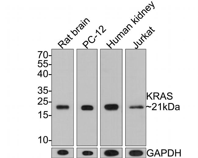 K-Ras Antibody in Western Blot (WB)