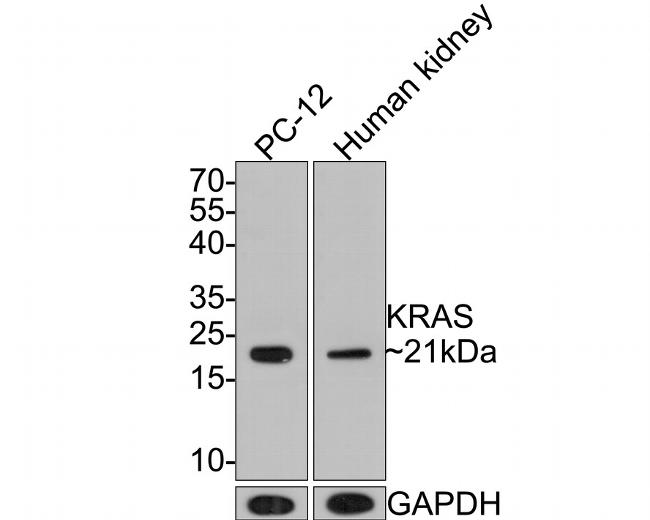 K-Ras Antibody in Western Blot (WB)