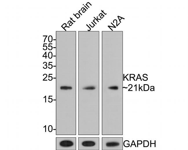 K-Ras Antibody in Western Blot (WB)