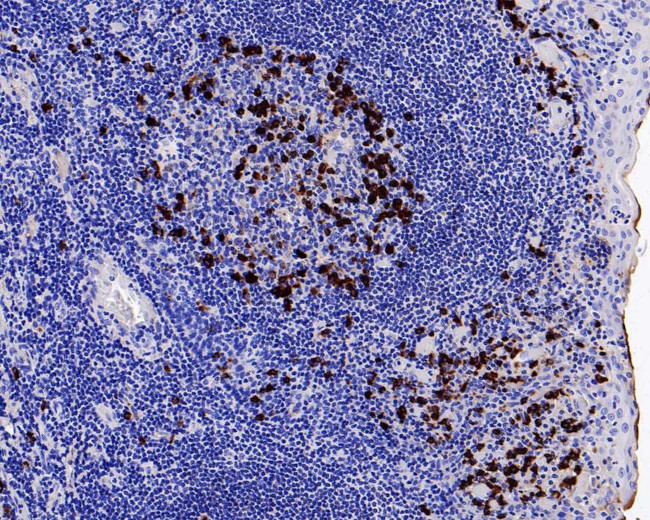 Lambda light chain Antibody in Immunohistochemistry (Paraffin) (IHC (P))