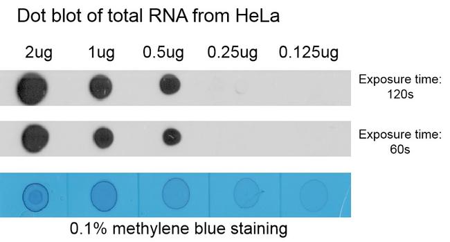 N6-Methyladenosine (m6A) Antibody in Dot Blot (DB)