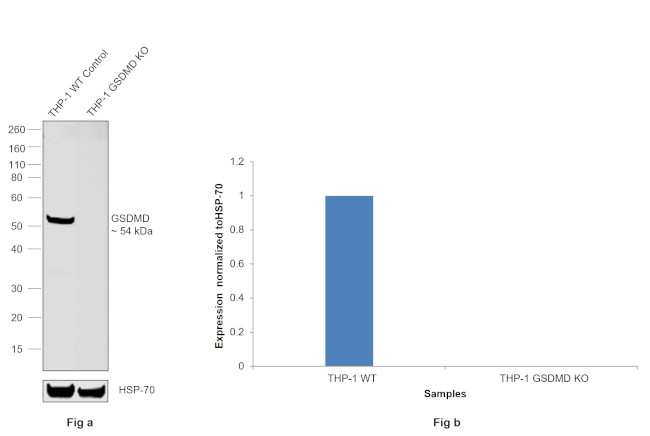 GSDMD Antibody in Western Blot (WB)