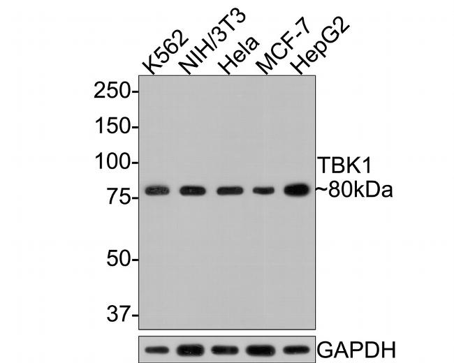 TBK1 Antibody in Western Blot (WB)