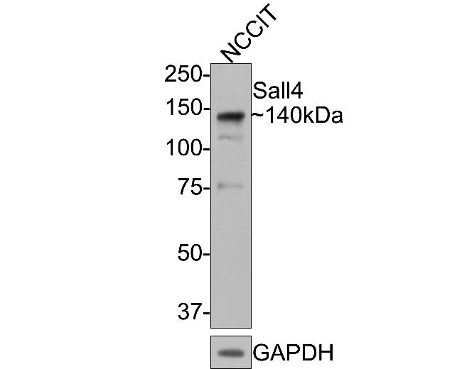 SALL4 Antibody in Western Blot (WB)