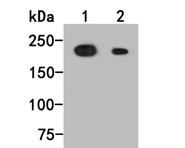 BRG1 Antibody in Western Blot (WB)