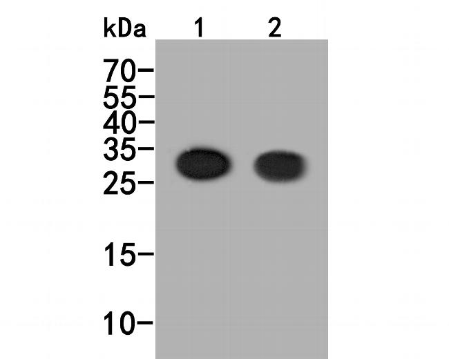 CD42a Antibody in Western Blot (WB)