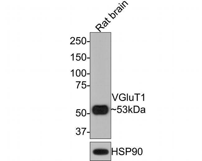 VGLUT1 Antibody in Western Blot (WB)