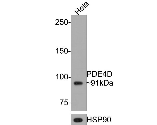 PDE4D Antibody in Western Blot (WB)