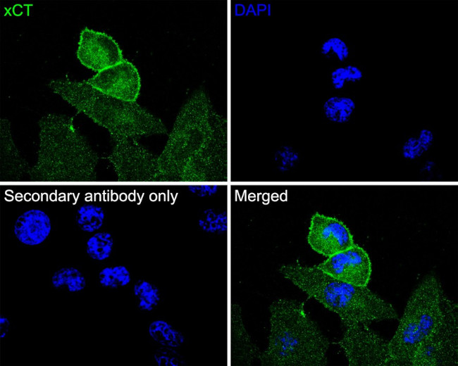 SLC7A11 Antibody in Immunocytochemistry (ICC/IF)