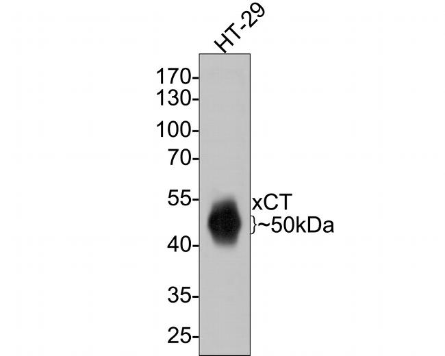 SLC7A11 Antibody in Western Blot (WB)