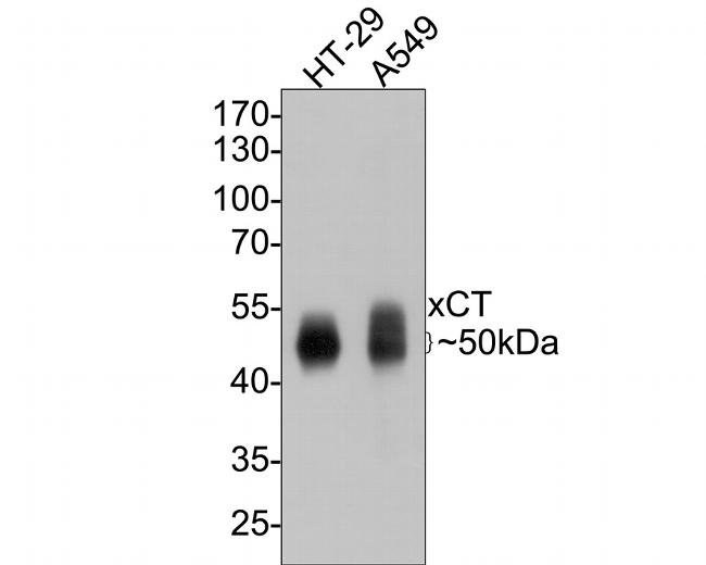 SLC7A11 Antibody in Western Blot (WB)