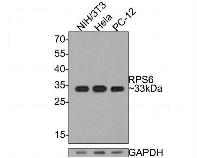 S6 Antibody in Western Blot (WB)