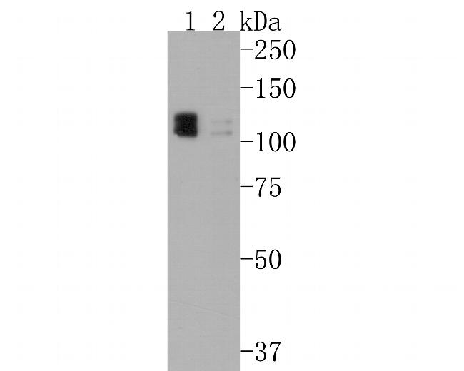 Calpastatin Antibody in Western Blot (WB)