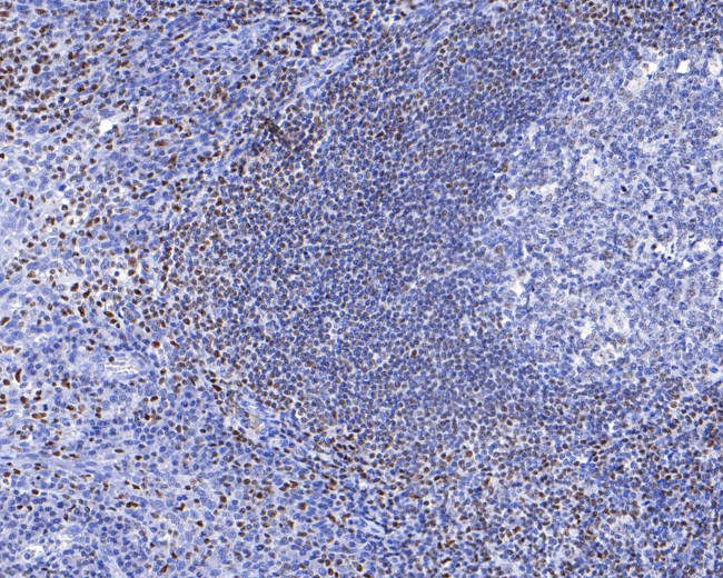 RUNX3 Antibody in Immunohistochemistry (Paraffin) (IHC (P))