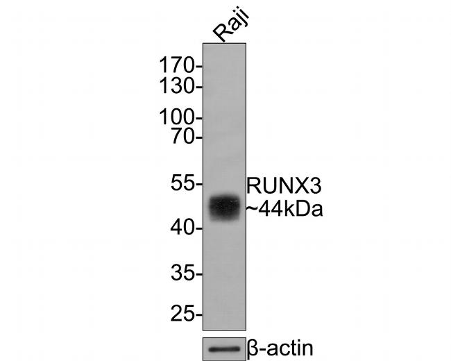 RUNX3 Antibody in Western Blot (WB)