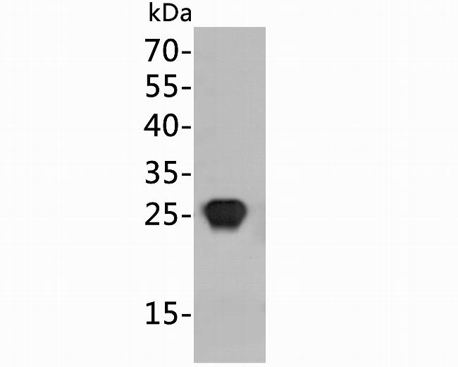 HIV1 p24 Antibody in Western Blot (WB)