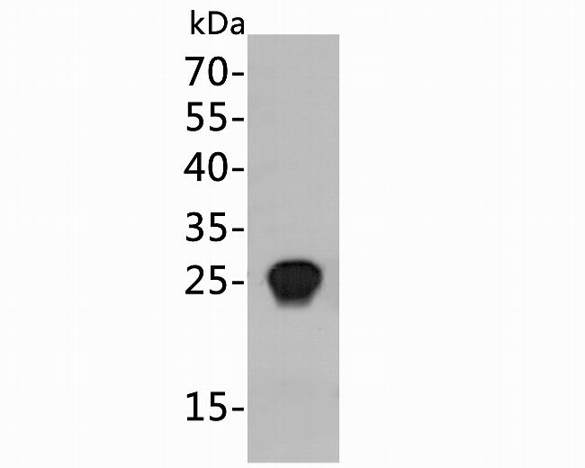 HIV1 p24 Antibody in Western Blot (WB)