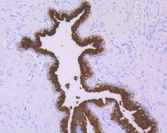 PSA Antibody in Immunohistochemistry (Paraffin) (IHC (P))