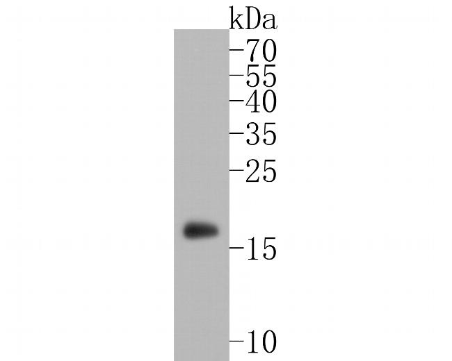 alpha Synuclein Antibody in Western Blot (WB)