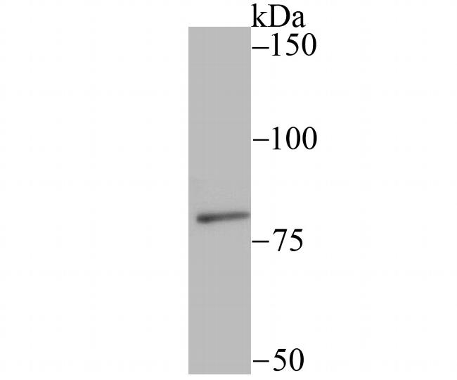 SMURF2 Antibody in Western Blot (WB)