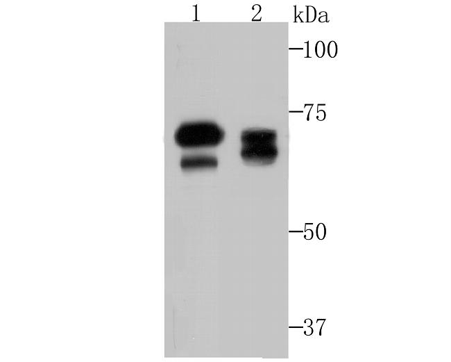 ATG16L1 Antibody in Western Blot (WB)