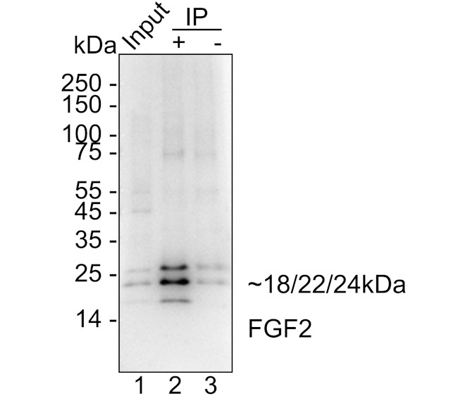 FGF2 Antibody in Immunohistochemistry (Paraffin) (IHC (P))