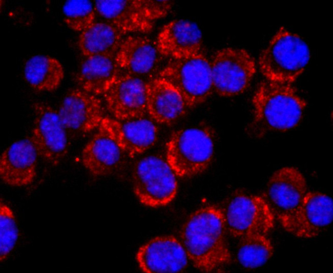 CD56 (NCAM) Antibody in Immunocytochemistry (ICC/IF)