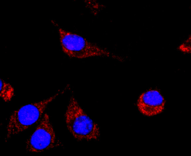 CD56 (NCAM) Antibody in Immunocytochemistry (ICC/IF)