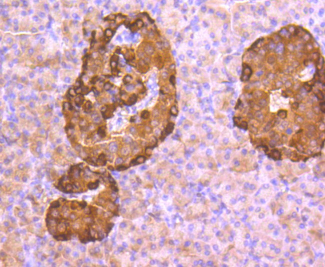 Glucagon Antibody in Immunohistochemistry (Paraffin) (IHC (P))