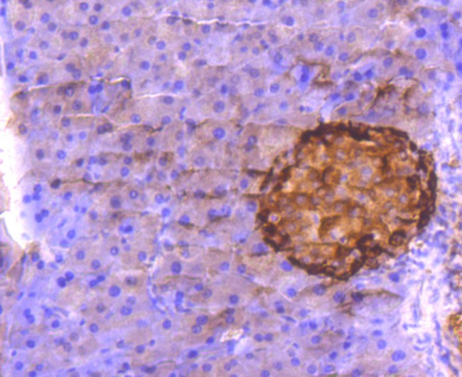 Glucagon Antibody in Immunohistochemistry (Paraffin) (IHC (P))