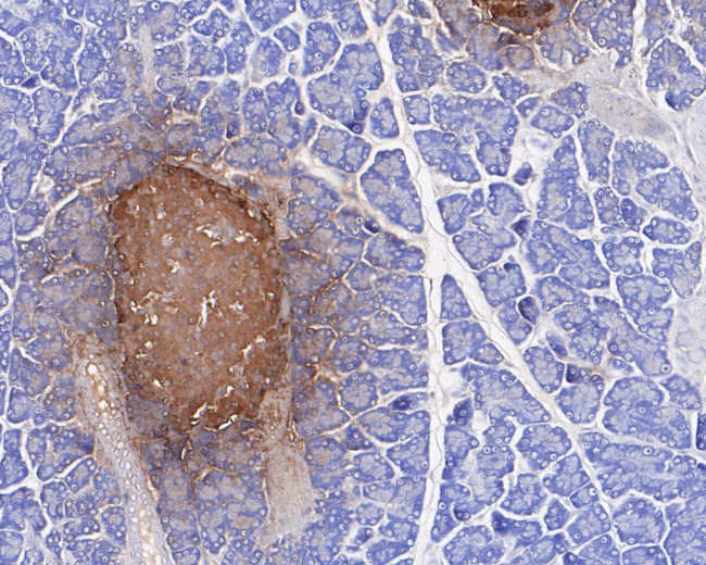 Glucagon Antibody in Immunohistochemistry (Paraffin) (IHC (P))