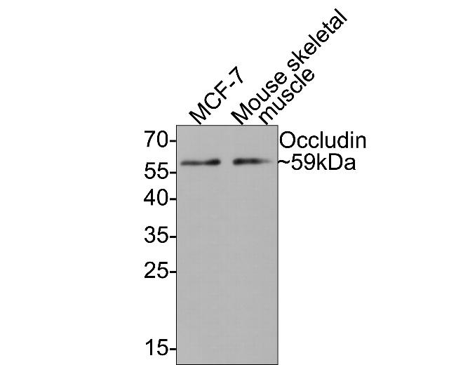 Occludin Antibody in Western Blot (WB)