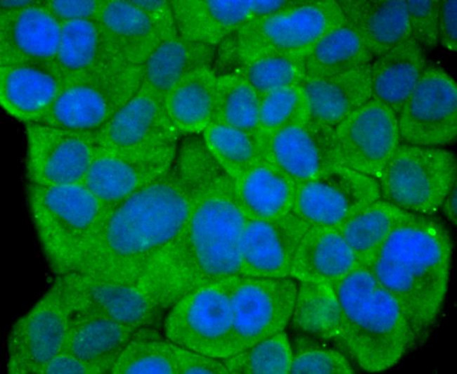 STAT4 Antibody in Immunocytochemistry (ICC/IF)